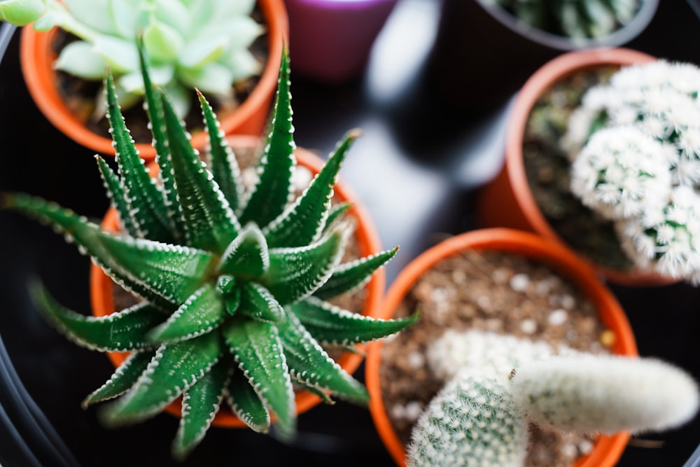 green and brown plant in brown clay pot