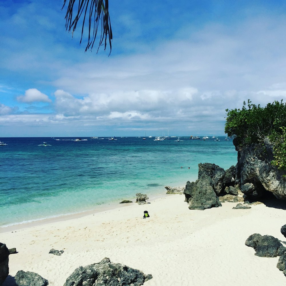 green trees on white sand beach during daytime