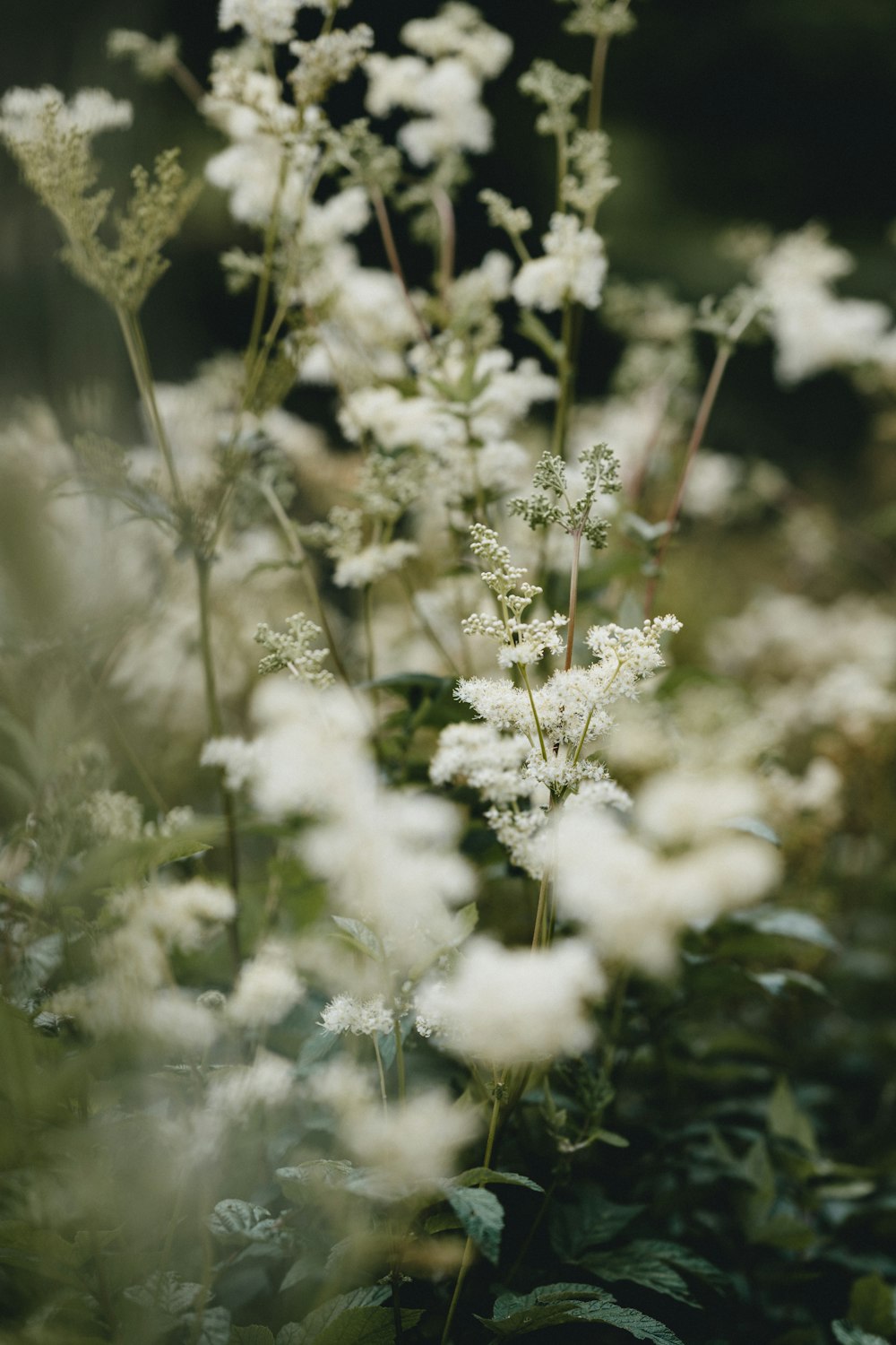 white flowers in tilt shift lens