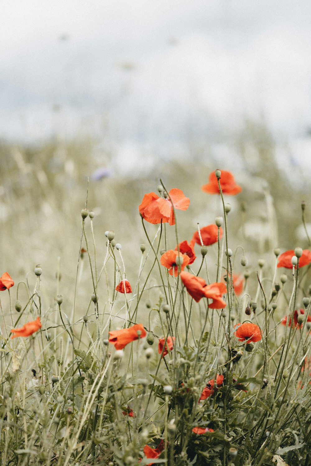 red flowers in tilt shift lens