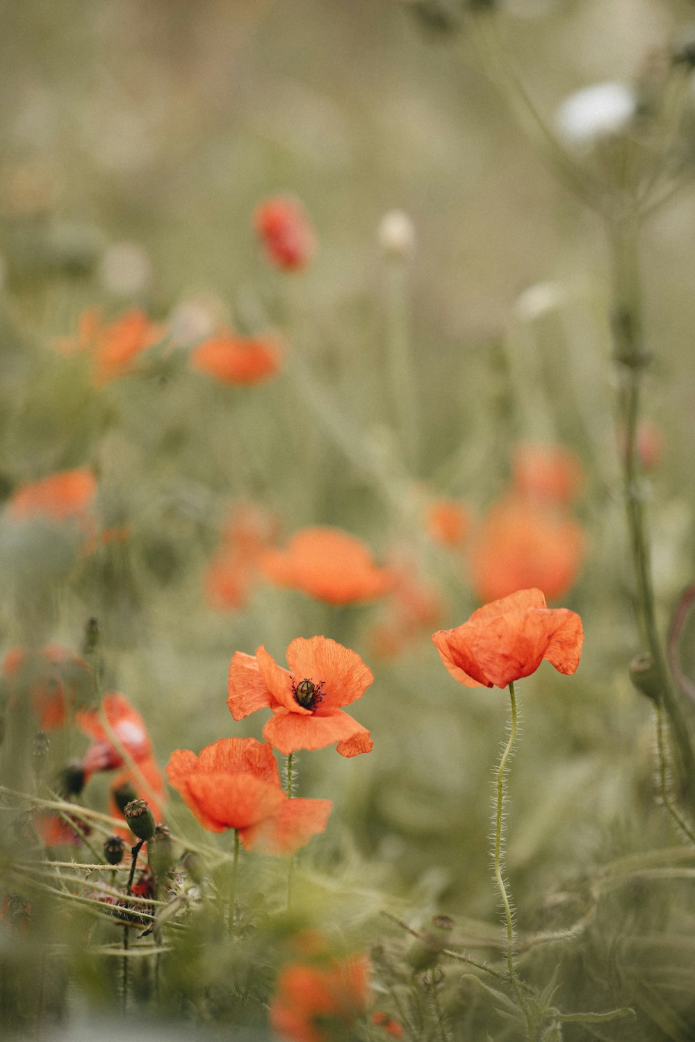 orange flower in tilt shift lens