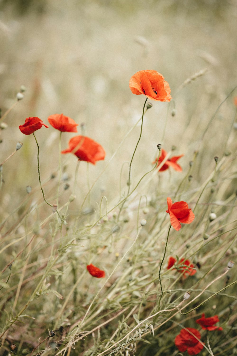 orange flower in tilt shift lens