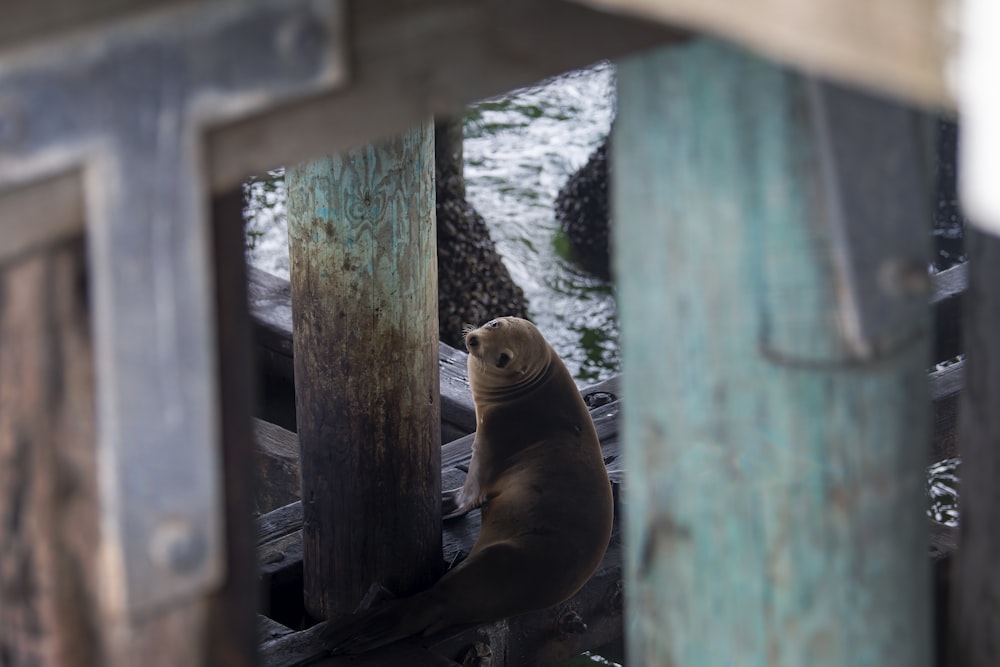 sea lion on wooden fence during daytime