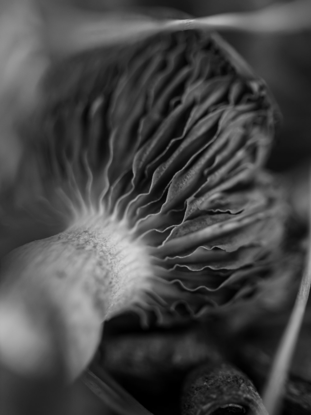 grayscale photo of mushroom on ground