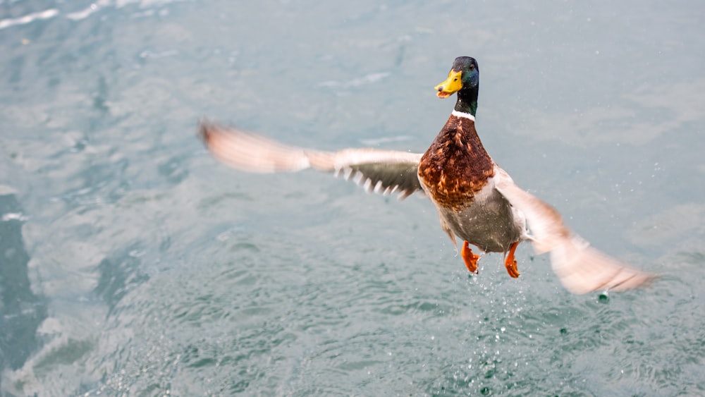 white and brown duck on water during daytime