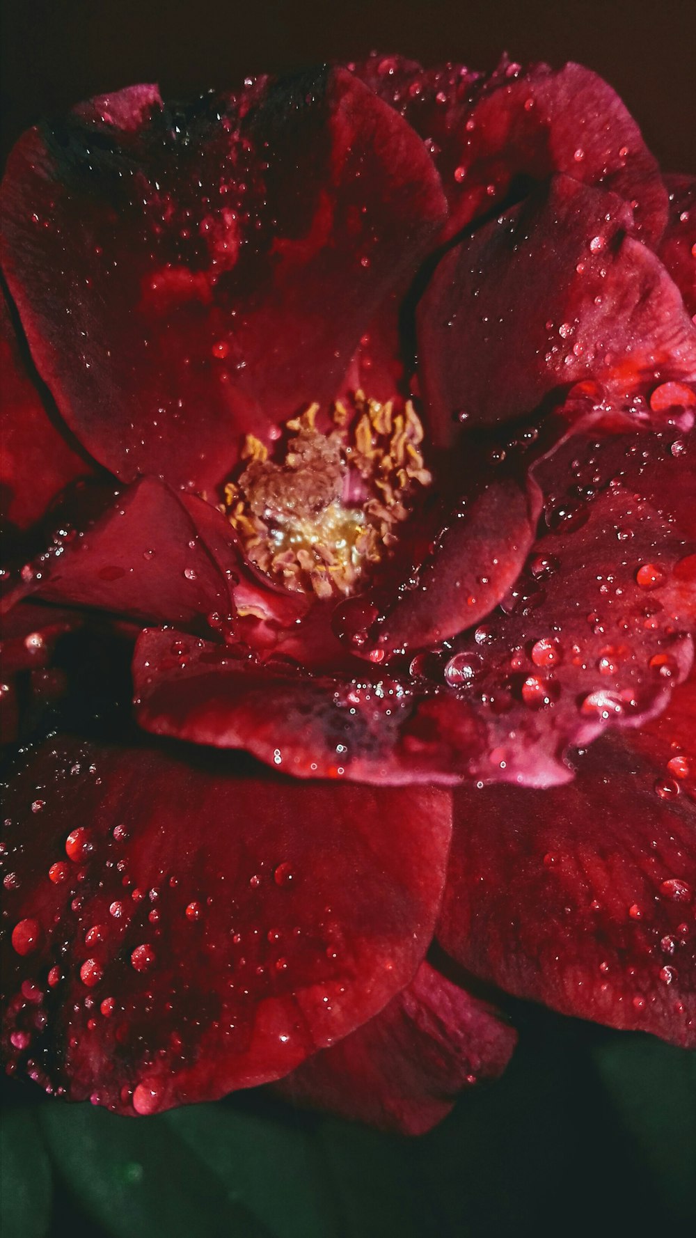 red flower with water droplets