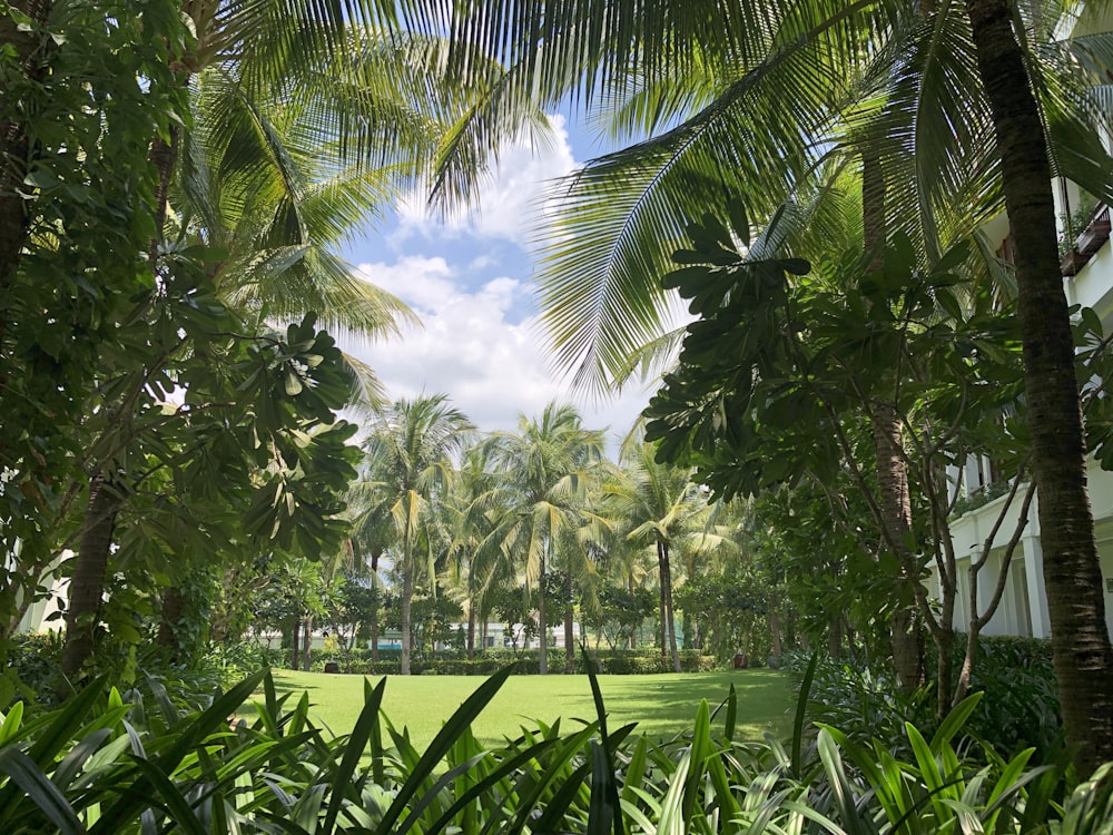 green palm trees near body of water during daytime