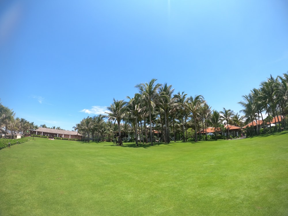 campo de grama verde com árvores sob o céu azul durante o dia