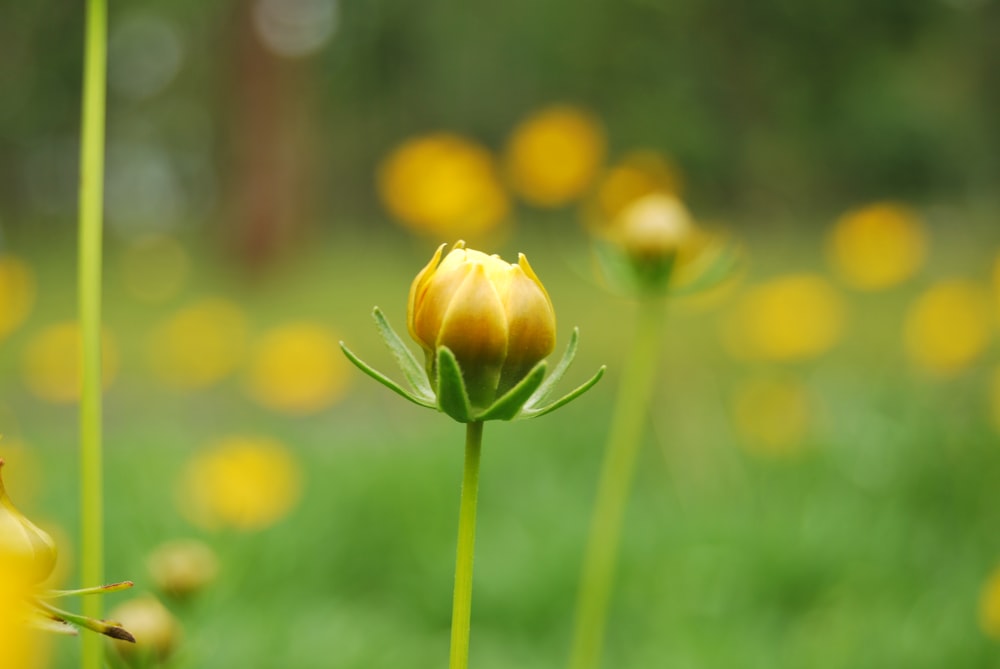 yellow flower in tilt shift lens