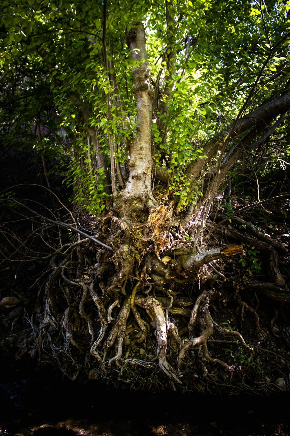 brown tree branch on ground