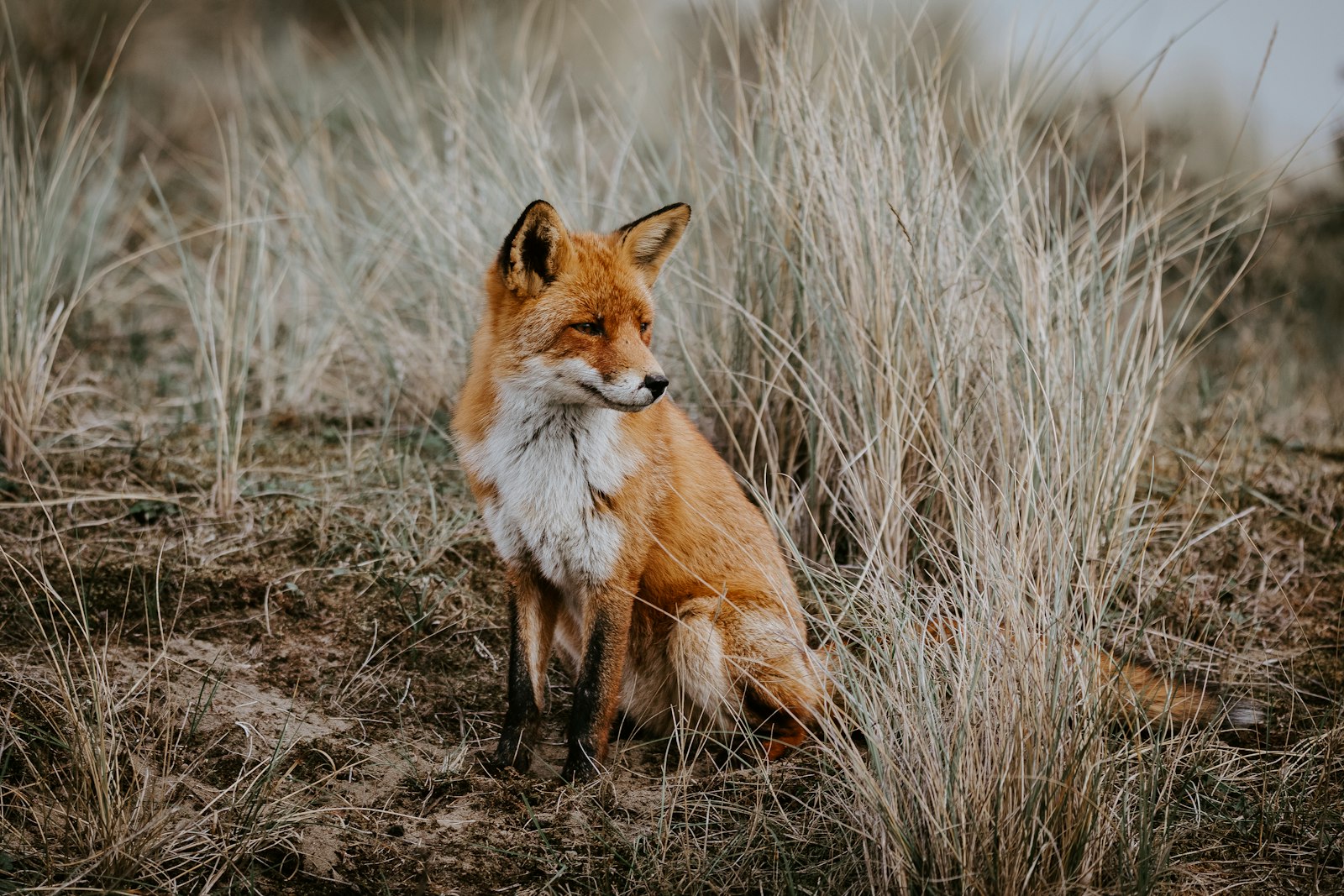 Canon EOS 5D Mark IV + Sigma 150-600mm F5-6.3 DG OS HSM | C sample photo. Brown fox on brown photography