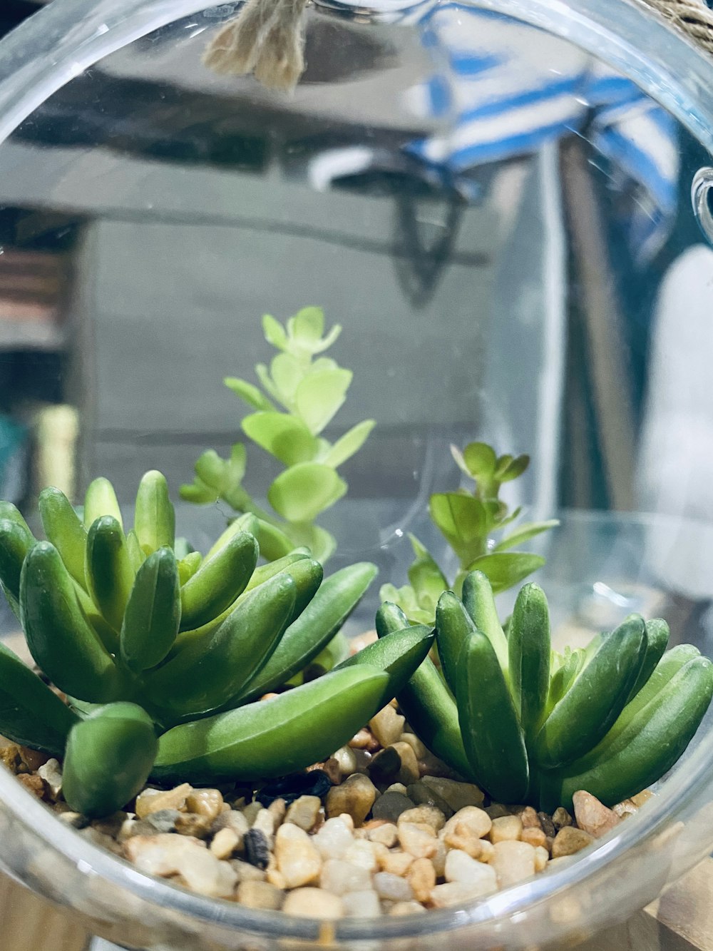 green banana fruit on clear glass container