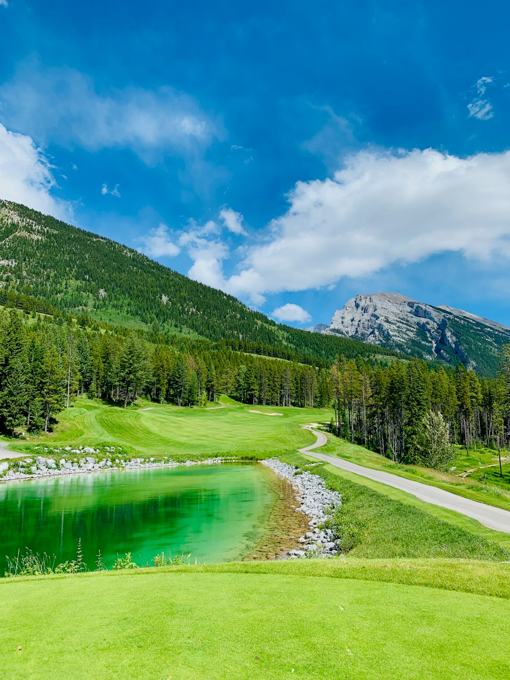 green pine trees near lake under blue sky during daytime