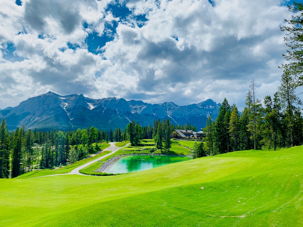 green pine trees on green grass field under white clouds and blue sky during daytime