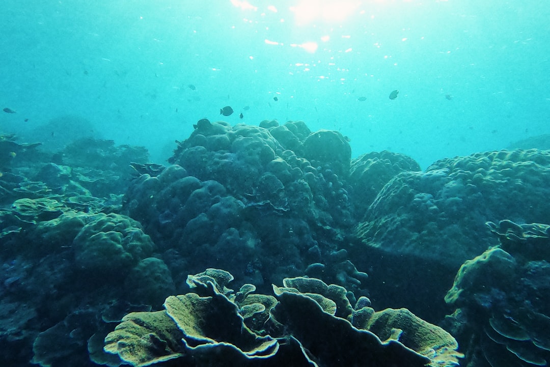 brown coral reef under water