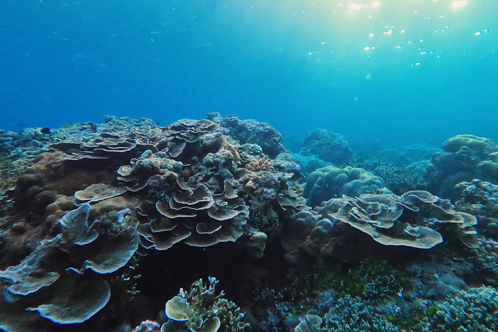 gray and black coral reef under water