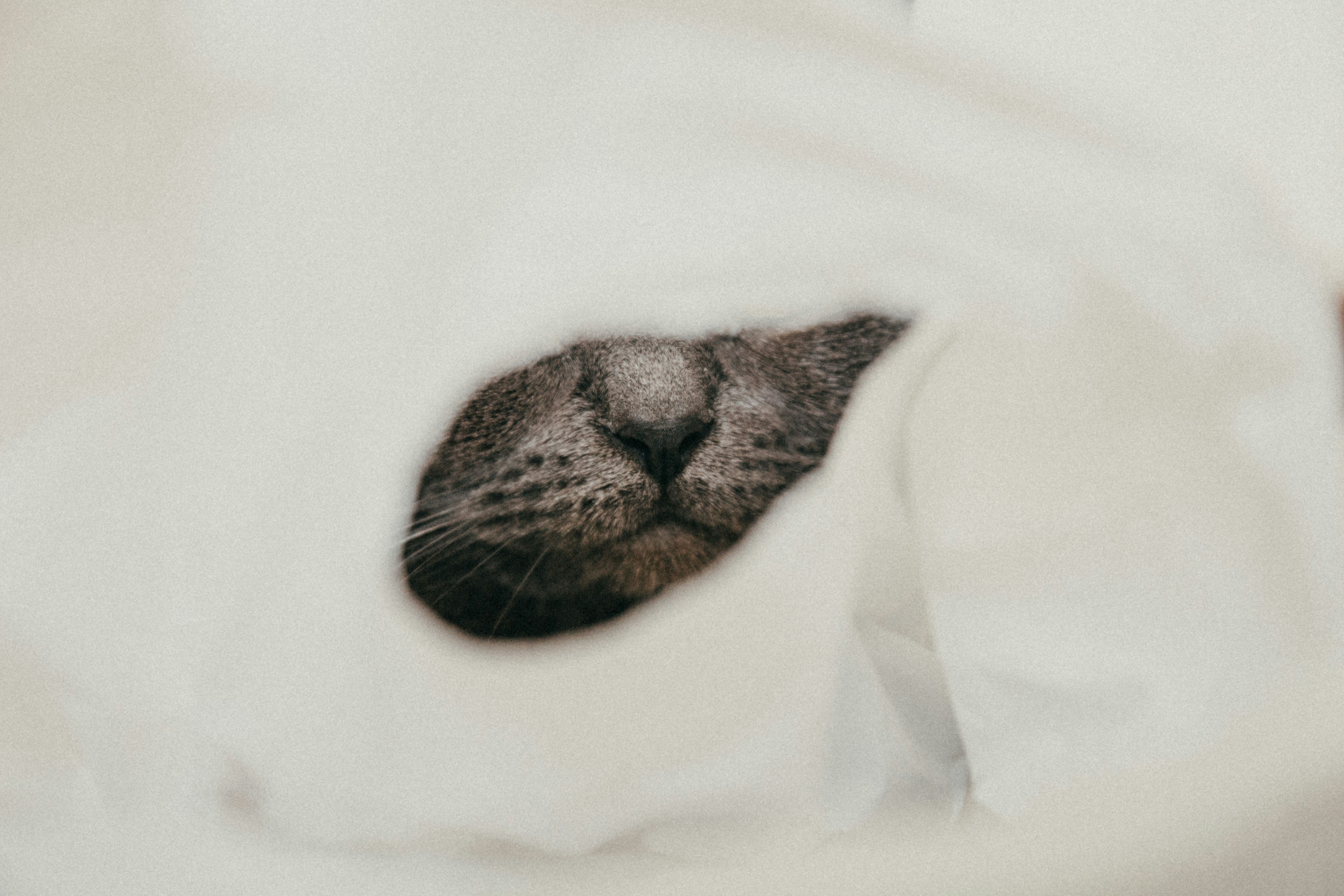 brown tabby cat on white textile