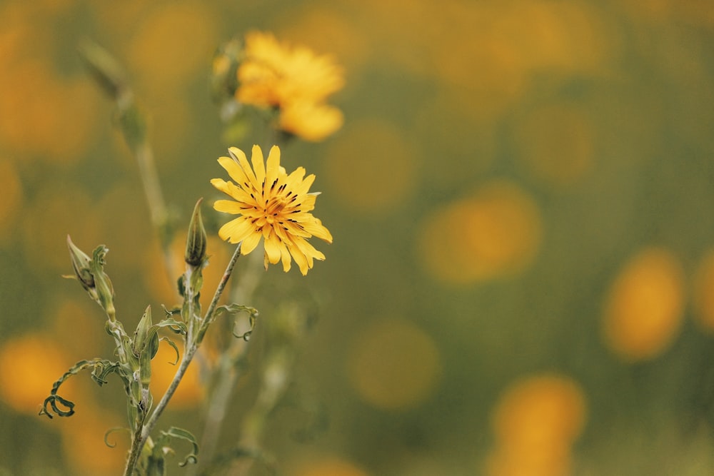 yellow flowers in tilt shift lens