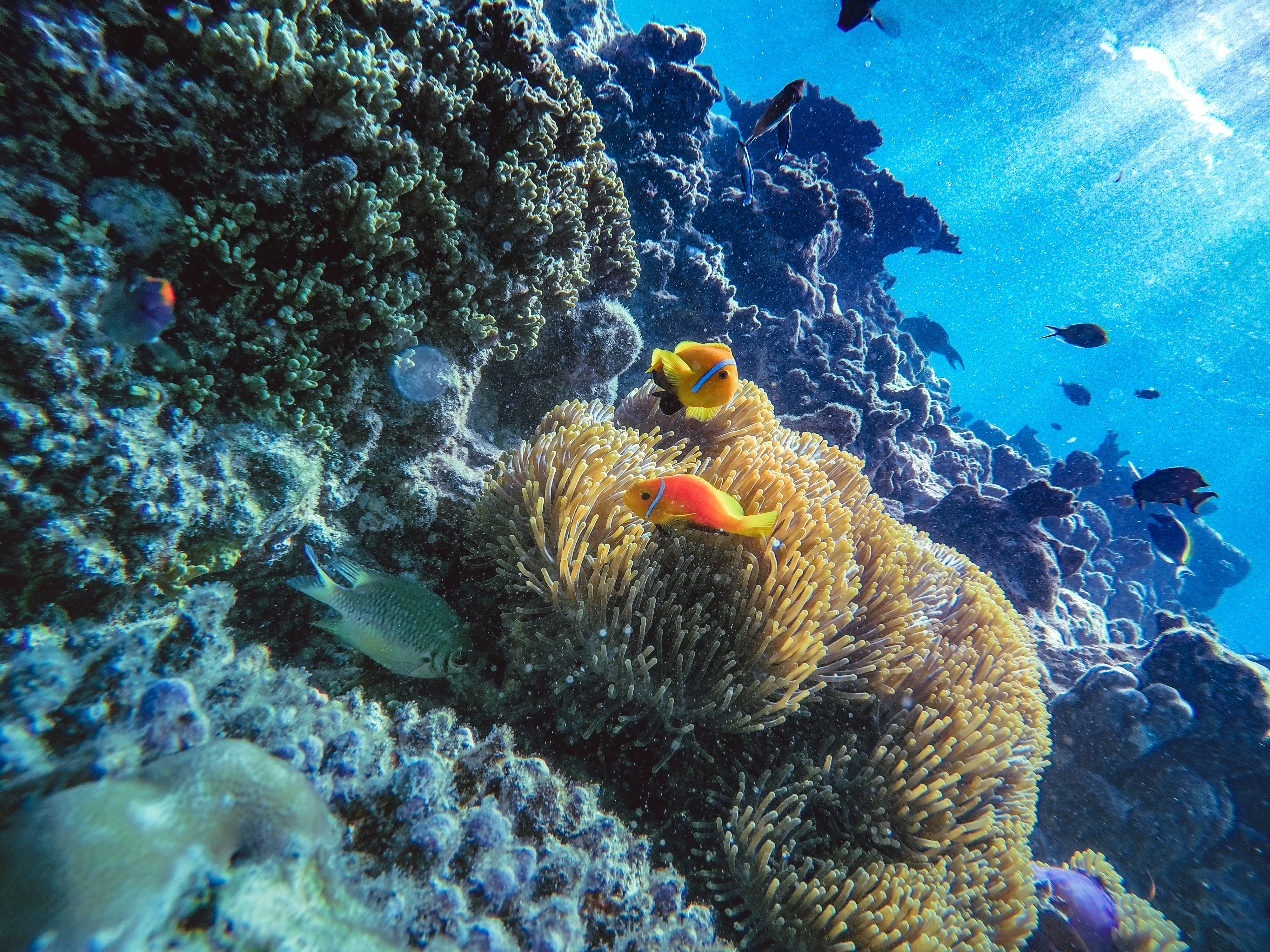 clown fish in body of water