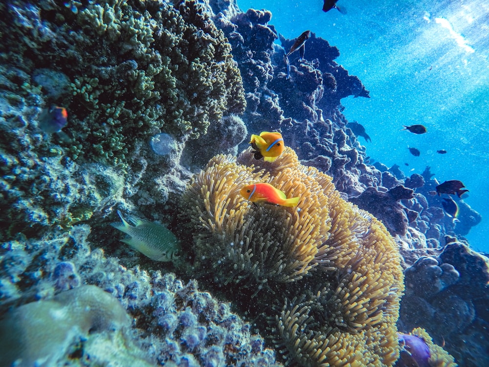 clown fish in body of water