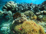 A close-up shot of colorful coral formations teeming with tropical fish.