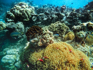 A vibrant underwater scene showcasing colorful coral reefs and diverse marine life at Isla Isabel.