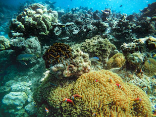 A vibrant underwater scene with colorful fish near Isla Catalina's coral reefs.