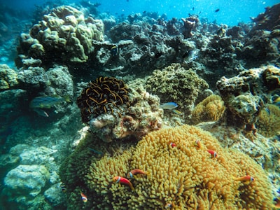 A vibrant underwater scene showing colorful coral reefs and diverse marine life in Isla Isabel.