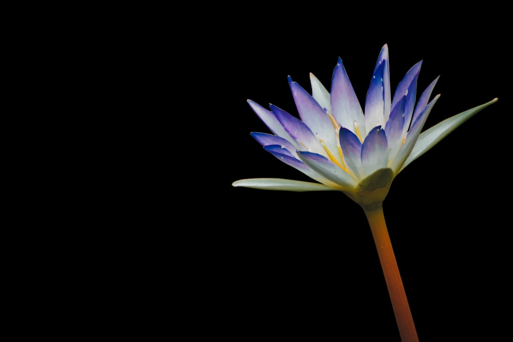 purple flower in black background