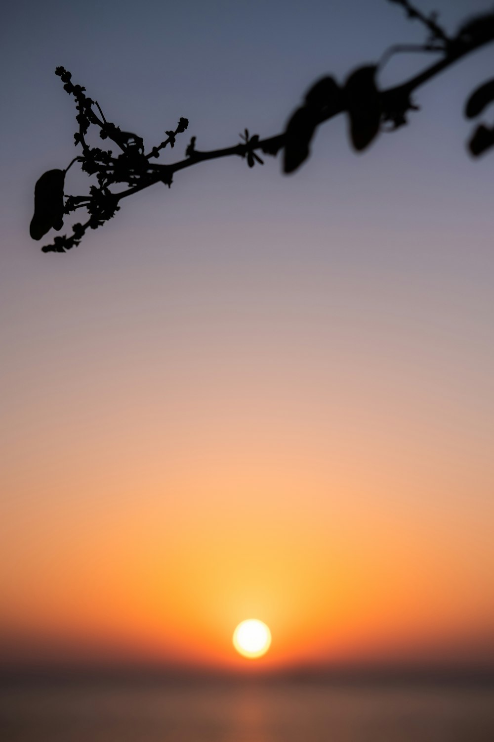 silhouette of tree during sunset