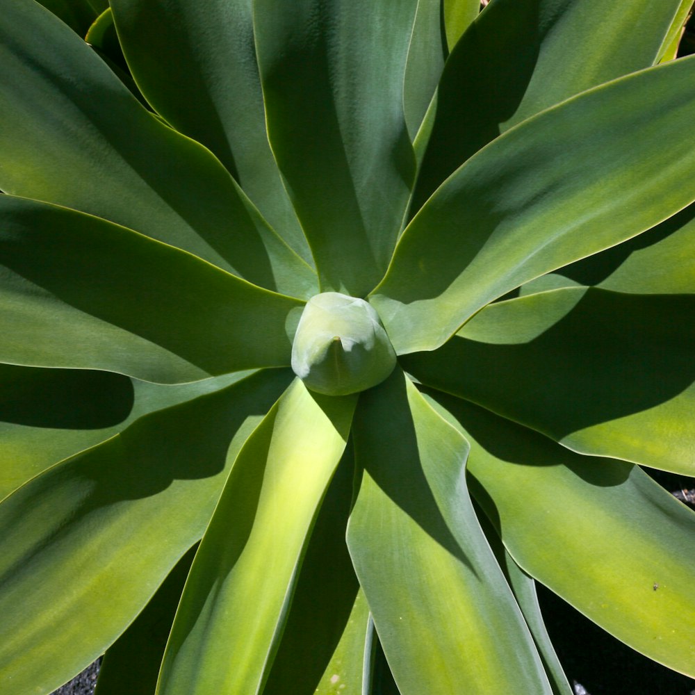 green plant in close up photography