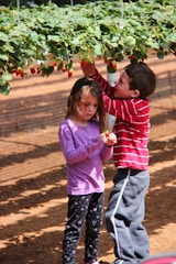Two children are picking strawberries from a suspended row of plants. One child is reaching upward to grab a strawberry while the other holds one, examining it. They are standing on a dirt surface in an outdoor setting, surrounded by greenery.