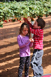 Children learning about strawberry plants during an educational visit to the farm.