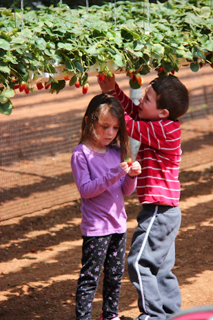 Children learning about strawberry plants during an educational visit to the farm.