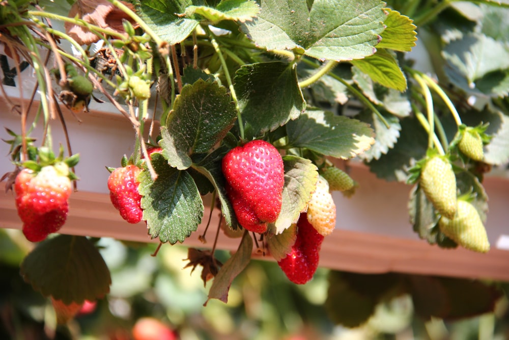 red strawberries on green leaves