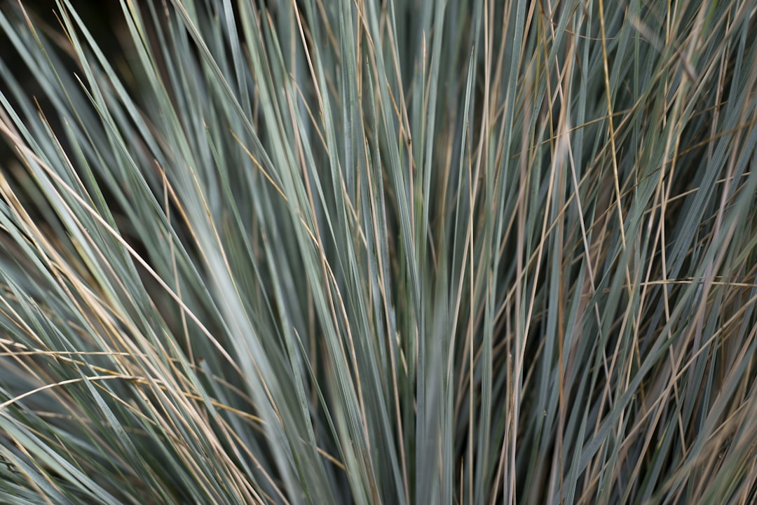 brown wheat in close up photography