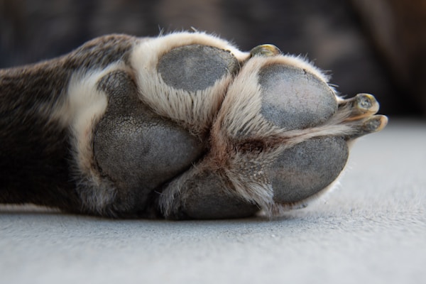 A close-up view of a dog's paw, focusing on the textured paw pads and fur. The paw is lying on a smooth, light-colored surface, emphasizing the contrast between the roughness of the paw pads and the background.