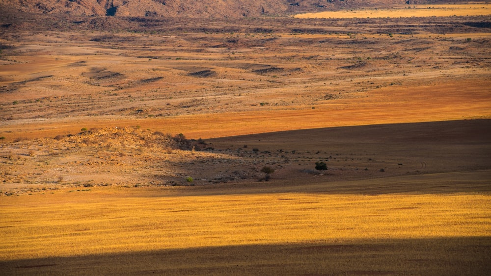 brown and green grass field