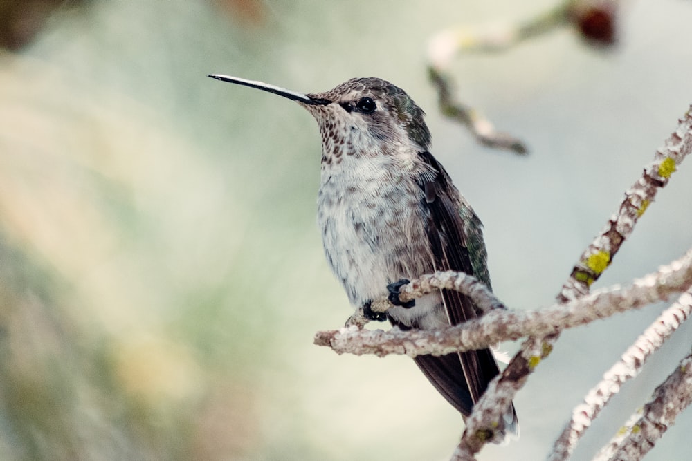 black and white bird on brown tree branch during daytime