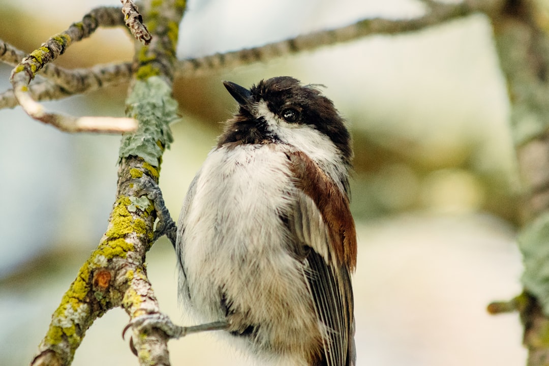 white and brown bird on tree branch