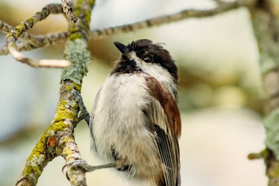 white and brown bird on tree branch