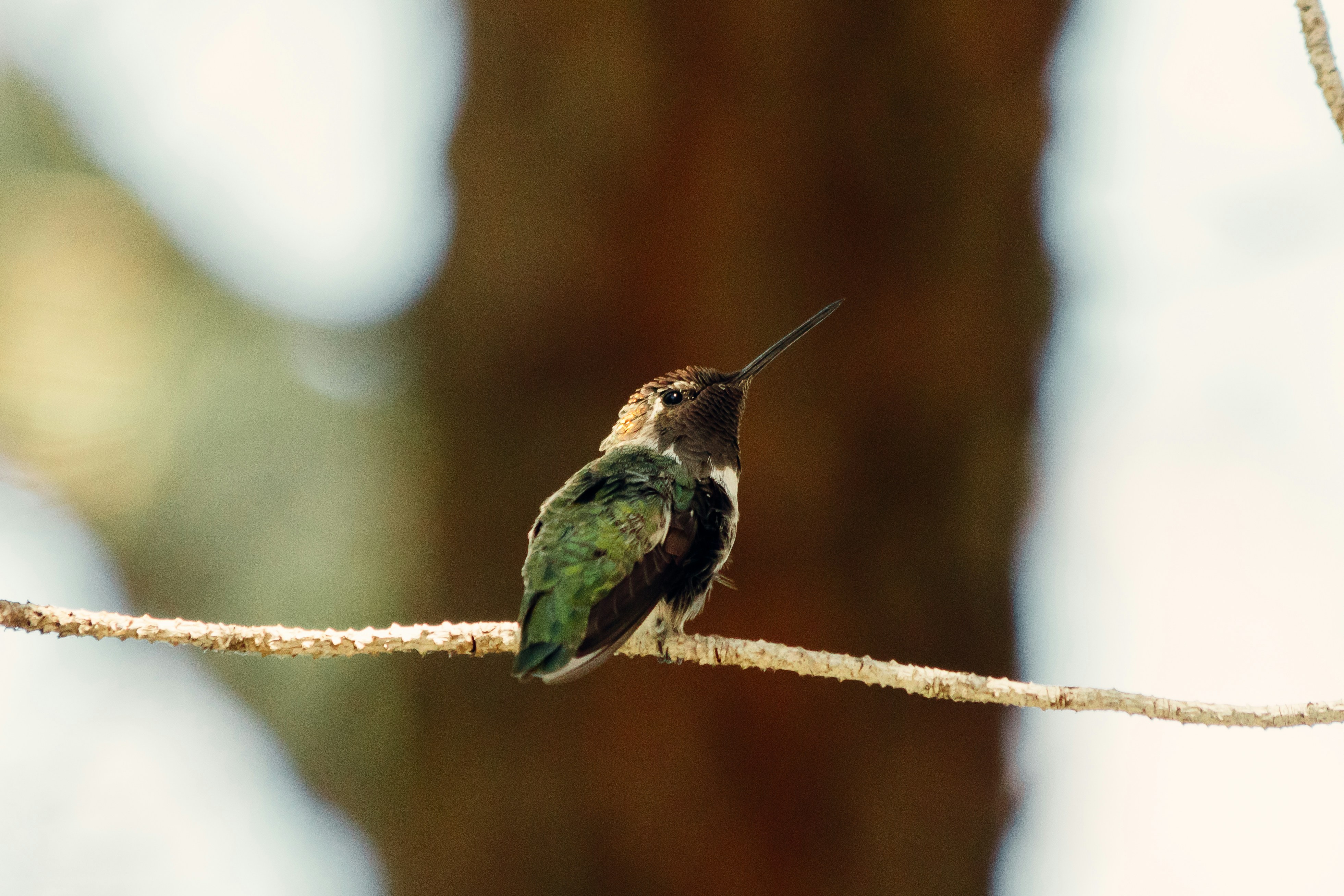 Tree Sap Following Behavior That's Borderline Creepy (image credits: unsplash)