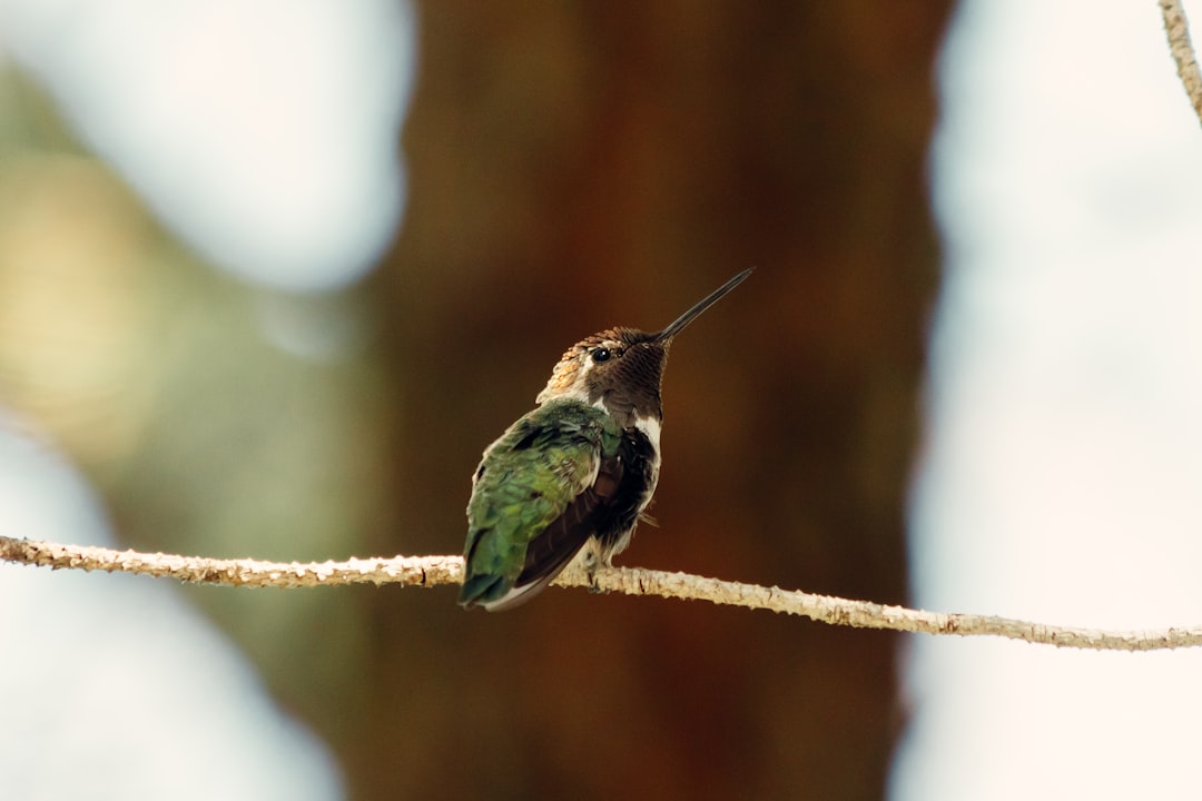 green and brown bird on brown tree branch