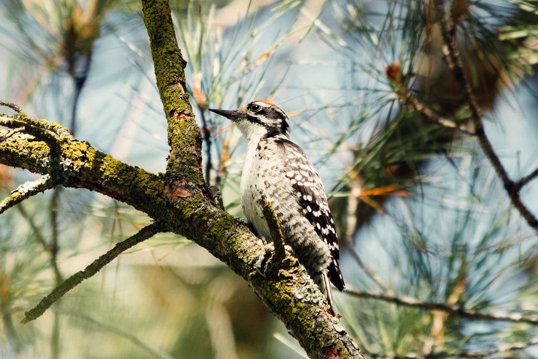 white and black bird on tree branch