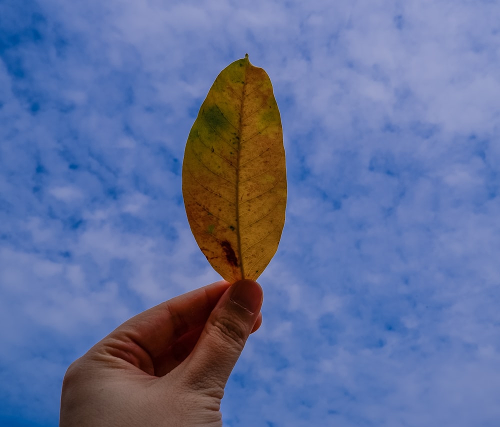 person holding yellow and green leaf