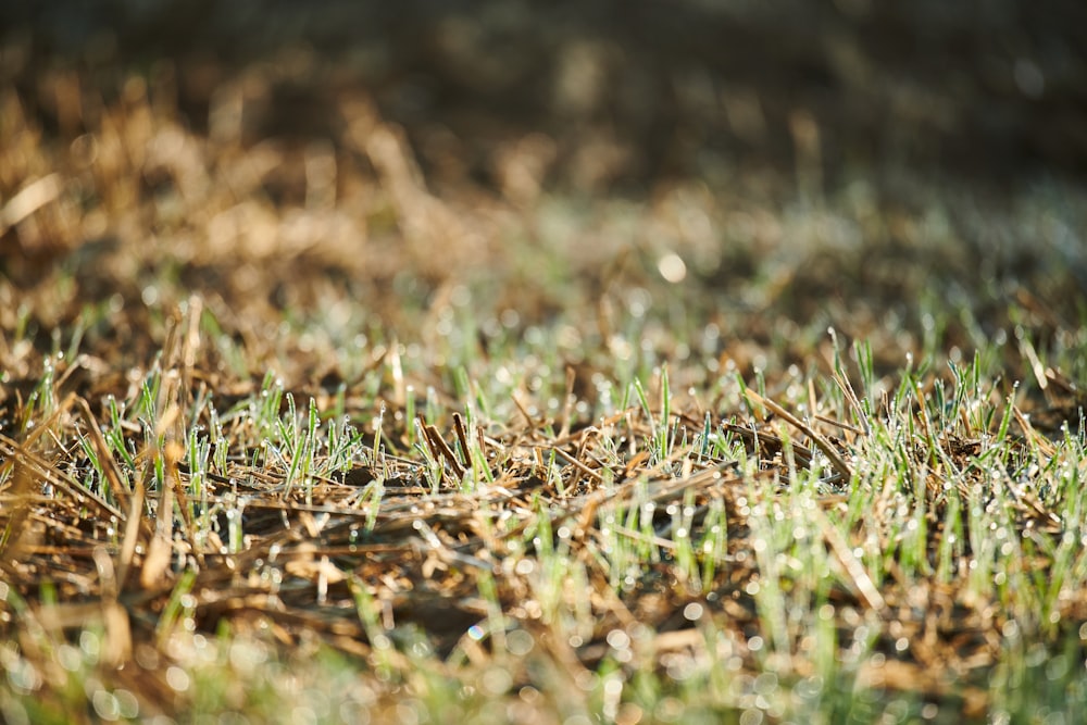 Hierba verde en la lente de cambio de inclinación