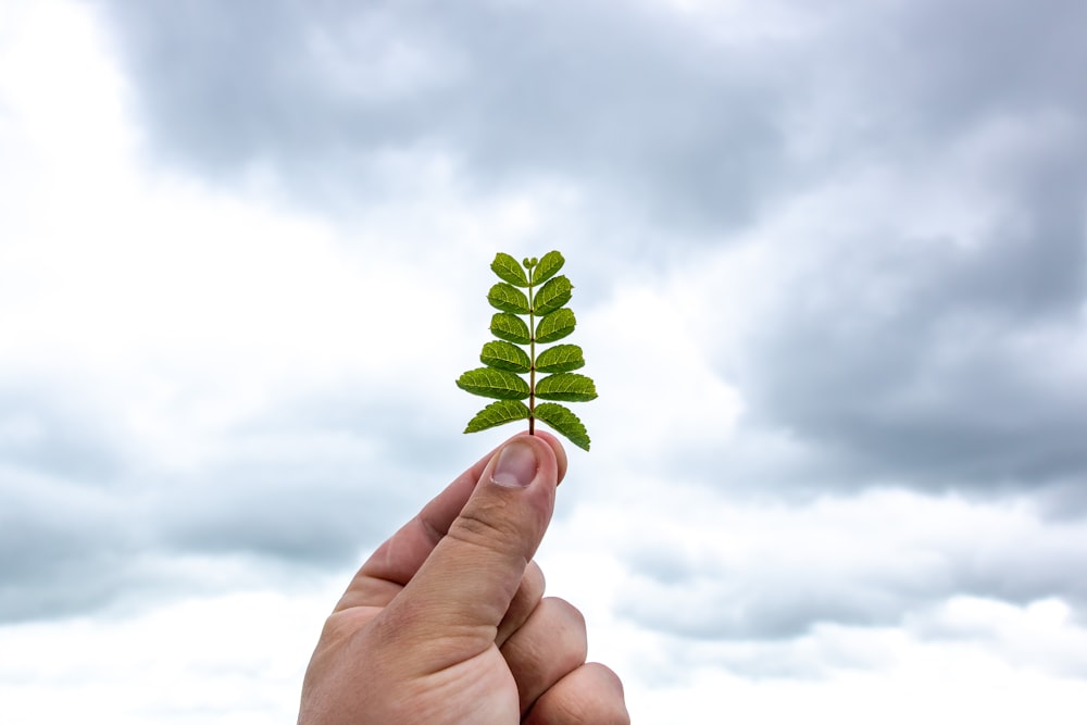 person holding green leaf under white clouds during daytime