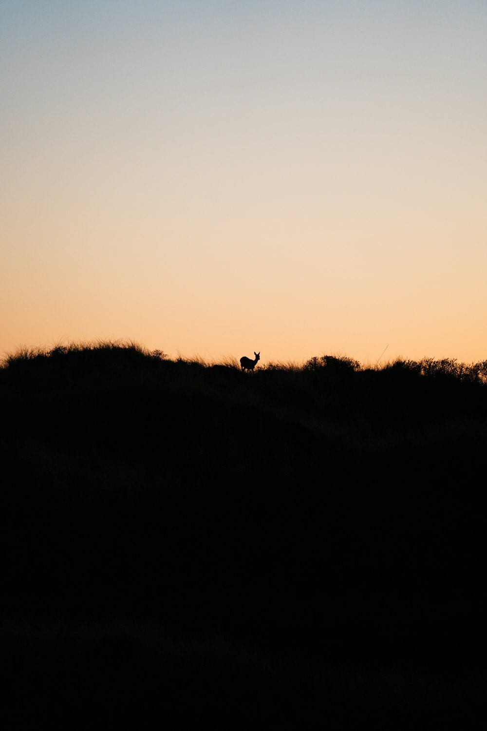 silhouette of person standing on grass field during sunset