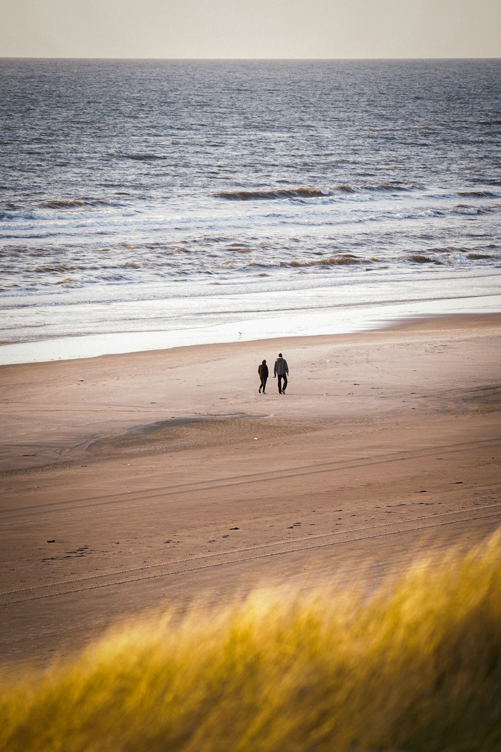 2 black and white dogs walking on seashore during daytime