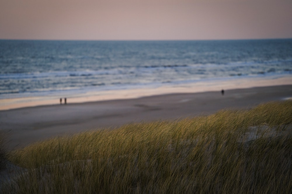 green grass near sea during daytime